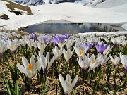 PASSO SAN SIMONE e FORCELLA ROSSA da San Simone-Baita Camoscio- 8magg21- FOTOGALLERY